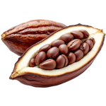 Cocoa